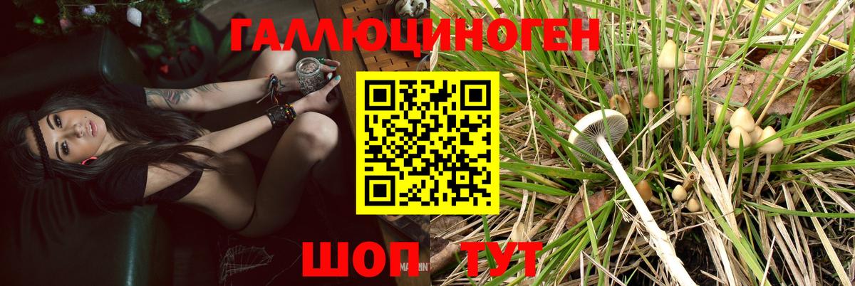 Дмитров  Псилоцибиновые грибы мухоморы  Вход с VPN 